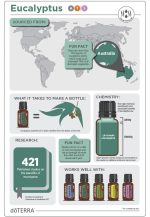doTERRA Eucalyptus Etherische Olie (15ml) - Afbeelding 3