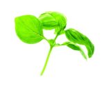doTERRA Basil (Basilicum) Etherische Olie (15ml) - Afbeelding 3