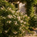 Bloeiende witte jasmijn langs een muur in een zonnige mediterrane tuin met terras